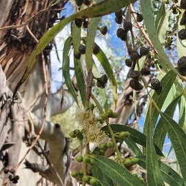 Eucalyptus Robusta